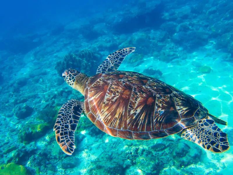 Marine Life Watching