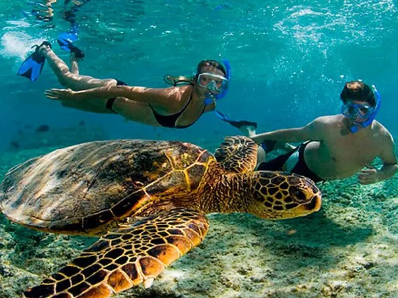 Swim with Turtles