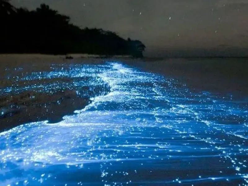 Bioluminescence in Holbox