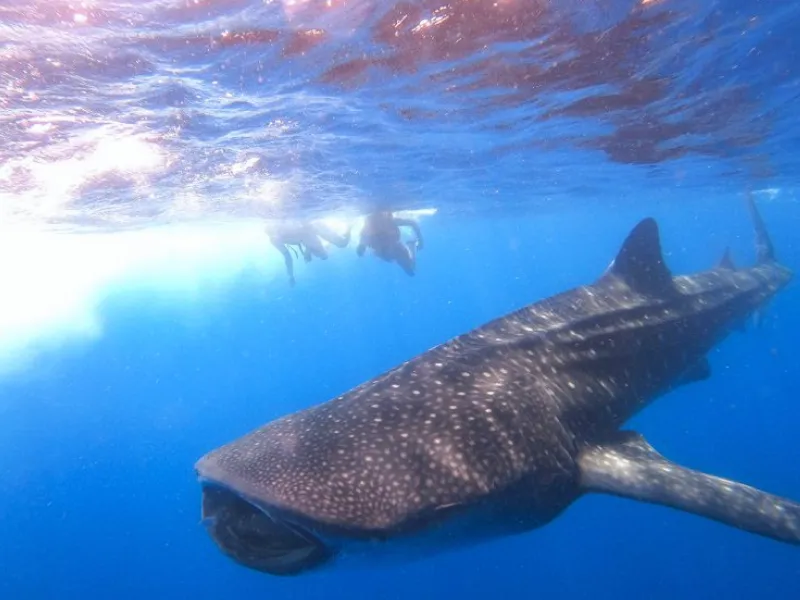 Whale Shark Tours