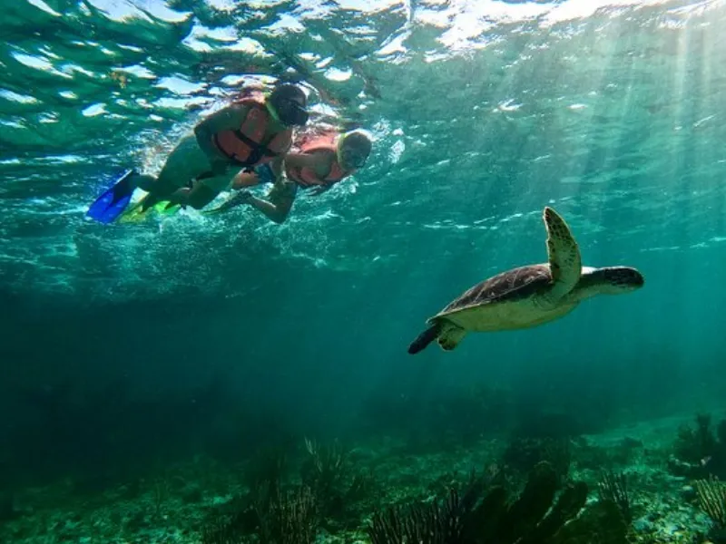 Reef Snorkeling